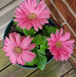 Meet your Posher, Lea